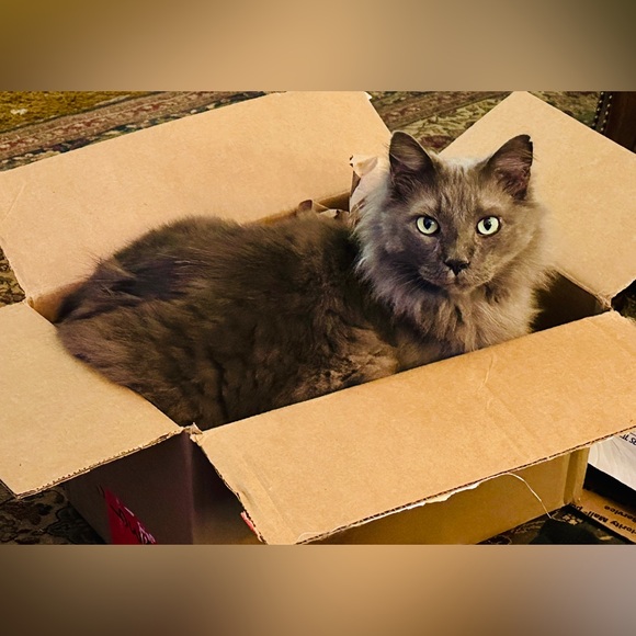 Meet your Posher, Sketchy - Picture 4 of 11